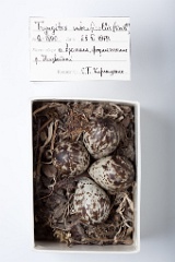 eggs_museum_Tryngites_subruficollis201009211553