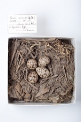 eggs_museum_Xenus_cinereus201009211539