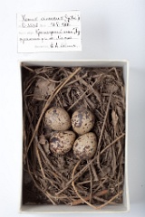 eggs_museum_Xenus_cinereus201009211541