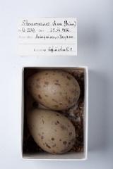 eggs_museum_Catharacta_skua201009231128