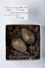 eggs_museum_Stercorarius_longicaudus201009231054
