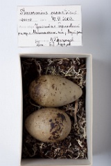 eggs_museum_Stercorarius_parasiticus201009231115