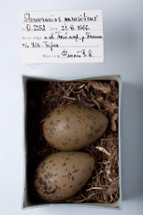 eggs_museum_Stercorarius_parasiticus201009231118