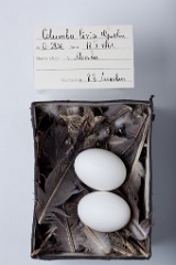 eggs_museum_Columba_livia201009241415