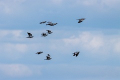 birds_flying_Columba_oenas_2020_0514_1432-10