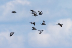 birds_flying_Columba_oenas_2020_0514_1432-6