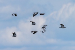 birds_flying_Columba_oenas_2020_0514_1432-7