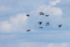 birds_flying_Columba_oenas_2020_0514_1432-8