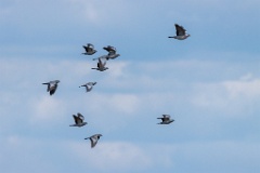 birds_flying_Columba_oenas_2020_0514_1432-9