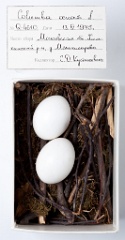 eggs_museum_Columba_oenas201009241355