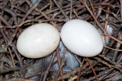 eggs_nature_Columba_palumbus200607251324-1
