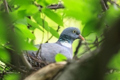 nest_with_bird_Columba_palumbus201205131447