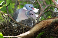 nest_with_bird_Columba_palumbus201206031340