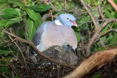 nest_with_bird_Columba_palumbus201206031427