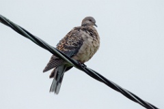 0_Streptopelia_orientlis_2024_0617_1339