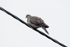 Streptopelia_orientlis_2024_0617_1339-2