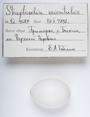 eggs_apart_Streptopelia_orientlis201009241438-1
