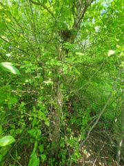 nest240606-1_Streptopelia_orientlis_2024_0606_1330-2