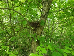 nest240606-1_Streptopelia_orientlis_2024_0606_1330