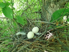nest240606-1_Streptopelia_orientlis_2024_0606_1332