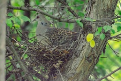 nest240606-1_Streptopelia_orientlis_2024_0606_1814-3