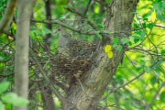 nest240606-1_Streptopelia_orientlis_2024_0606_1814
