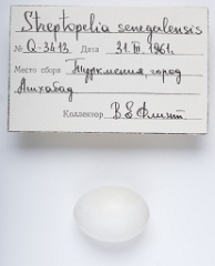 eggs_apart_Streptopelia_senegalensis201009241433-1