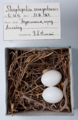 eggs_museum_Streptopelia_senegalensis201009241433
