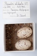 eggs_museum_Pterocles_alchata201009241340