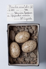 eggs_museum_Pterocles_orientalis201009241336