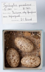 eggs_museum_Syrrhaptes_paradoxus201009241342