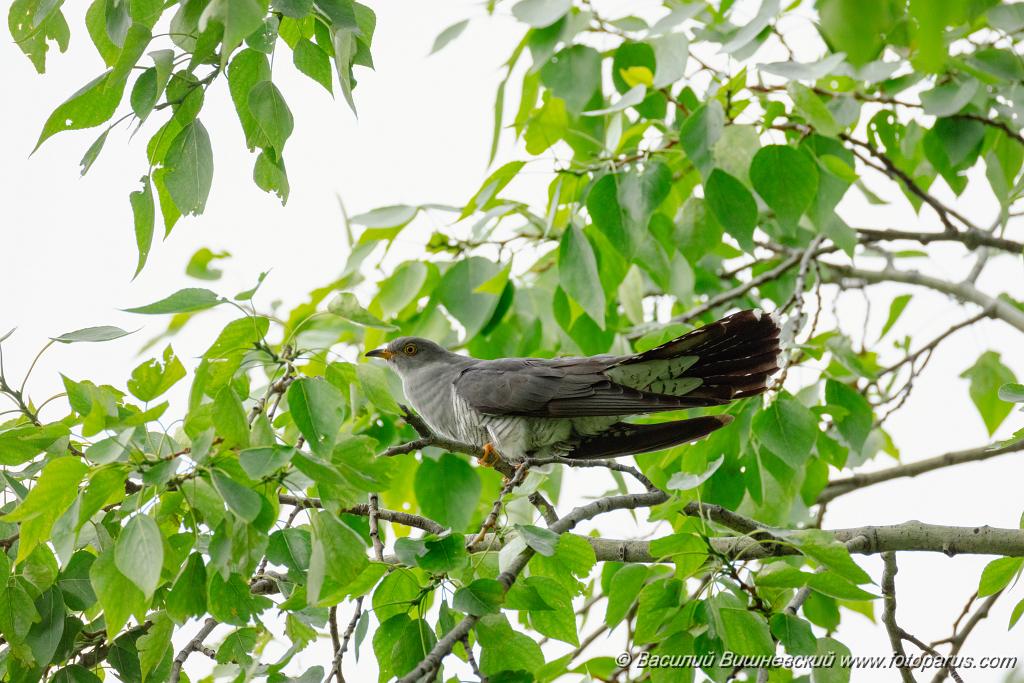 Cuculus_canorus_2024_0603_1841.jpg - Хабаровск, питомник имени Лукашова. 3 июня 2024 г.