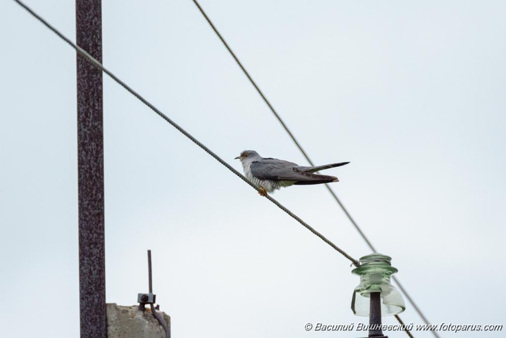 Cuculus_canorus_2024_0612_0904.jpg - Дальний Восток. Окрестности села Восход, Осиновореченское сельское поселение, Хабаровский район. 12 июня 2024 г.