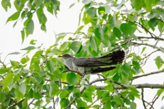 Cuculus_canorus_2024_0603_1841