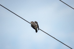 Cuculus_canorus_2024_0604_1943-2