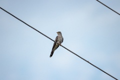 Cuculus_canorus_2024_0604_1943