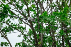 Cuculus_canorus_2024_0612_0856