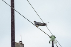 Cuculus_canorus_2024_0612_0904