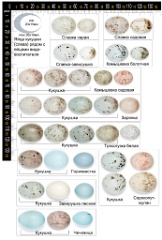 collection_eggs_Cuculus_canorus201009271444