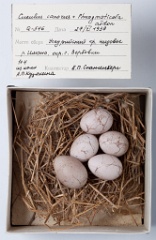 eggs_museum_Acrocephalus_aeedon_Cuculus_canorus201009241626