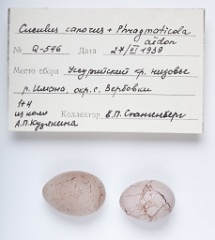 eggs_museum_Acrocephalus_aeedon_Cuculus_canorus201009241627-1