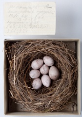 eggs_museum_Acrocephalus_aeedon_Cuculus_canorus201009241651