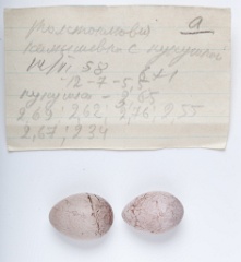 eggs_museum_Acrocephalus_aeedon_Cuculus_canorus201009241652