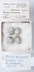 eggs_museum_Acrocephalus_arundinaceus_Cuculus_canorus201009241605
