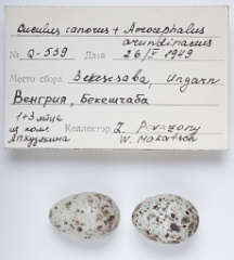 eggs_museum_Acrocephalus_arundinaceus_Cuculus_canorus201009241608