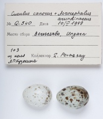 eggs_museum_Acrocephalus_arundinaceus_Cuculus_canorus201009241613