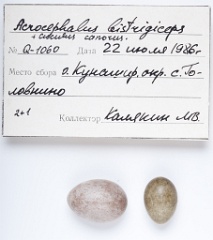 eggs_museum_Acrocephalus_bistrigiceps_Cuculus_canorus201009241521-1