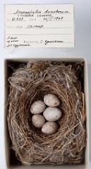 eggs_museum_Acrocephalus_dumetorum_Cuculus_canorus201009241615