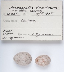 eggs_museum_Acrocephalus_dumetorum_Cuculus_canorus201009241616