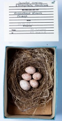 eggs_museum_Acrocephalus_dumetorum_Cuculus_canorus201009241829